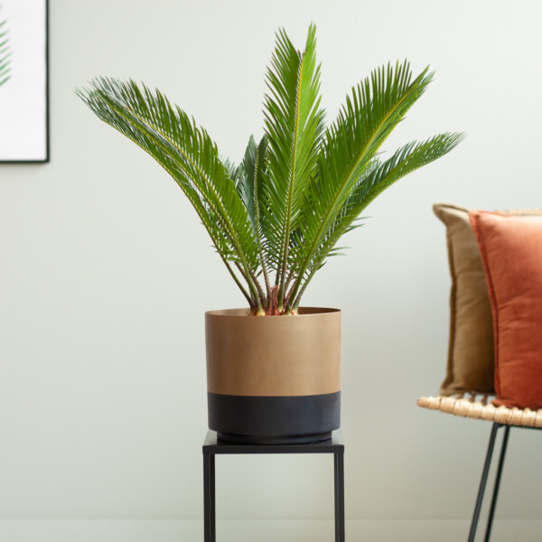 Cycas Revoluta verzorging Cycas Revoluta verzorging