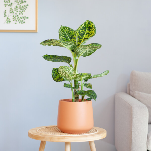 Dieffenbachia verzorging Dieffenbachia verzorging