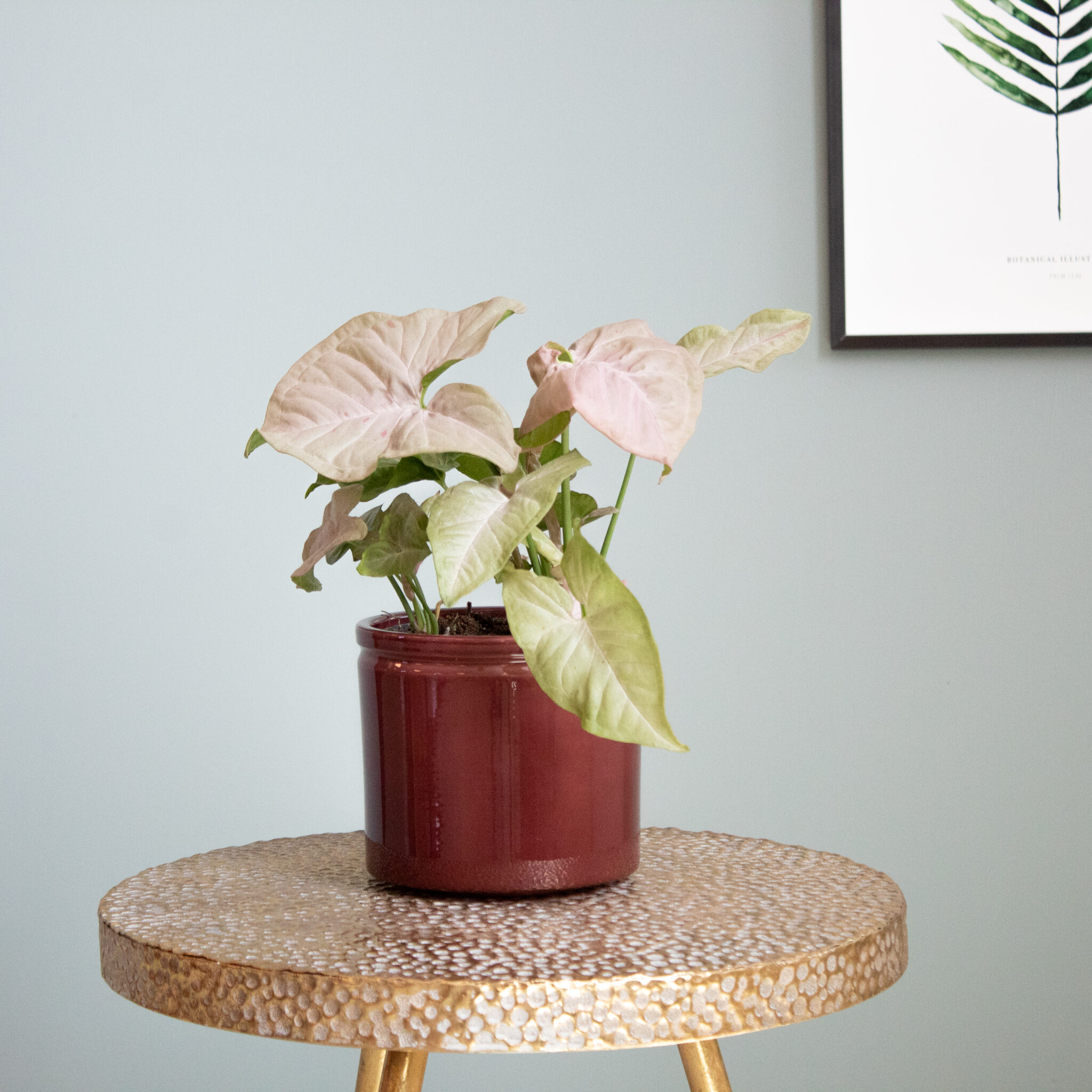 Syngonium verzorging Syngonium verzorging