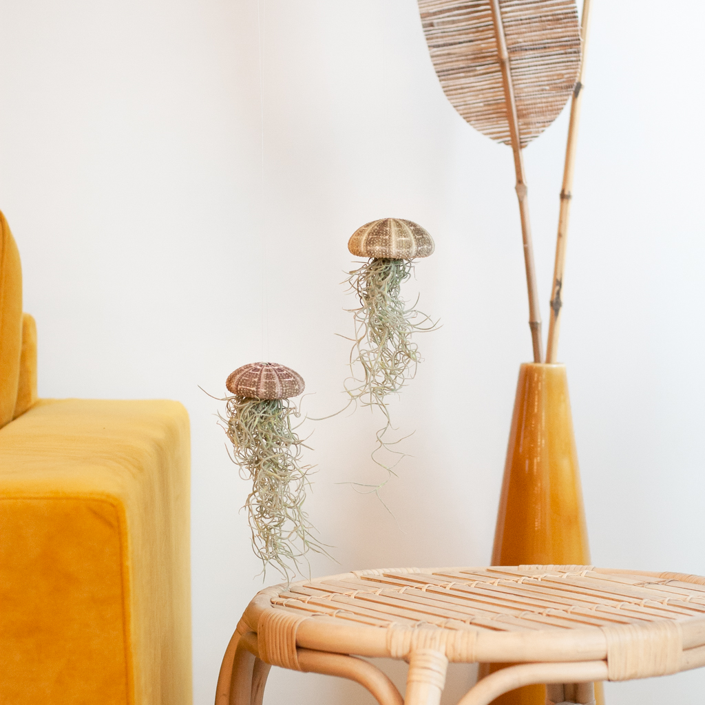 Tillandsia verzorging Tillandsia verzorging