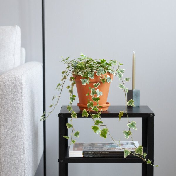 Hedera verzorging Hedera verzorging