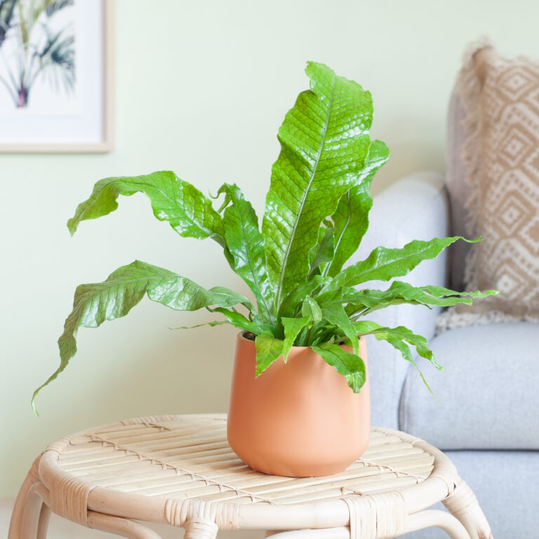 Microsorum Crocodyllus verzorging Microsorum Crocodyllus verzorging