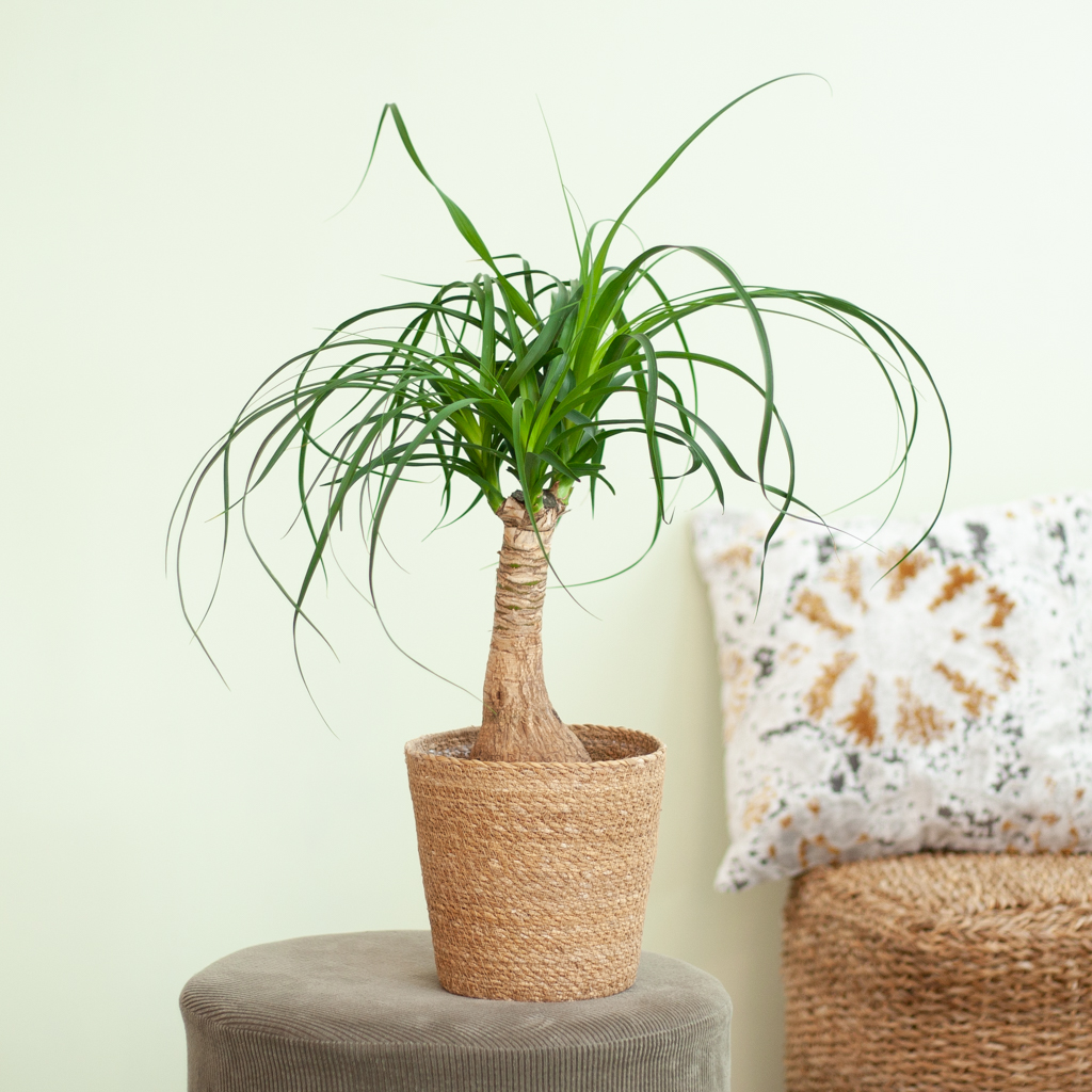 Olifantenpoot verzorging Olifantenpoot verzorging