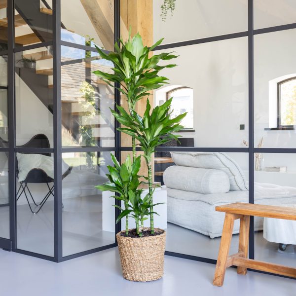 Dracaena verzorging Dracaena verzorging