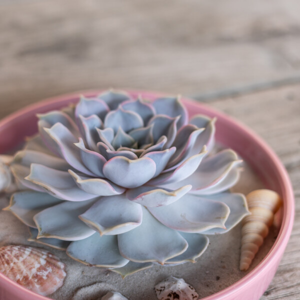 Succulent verzorging Succulent verzorging