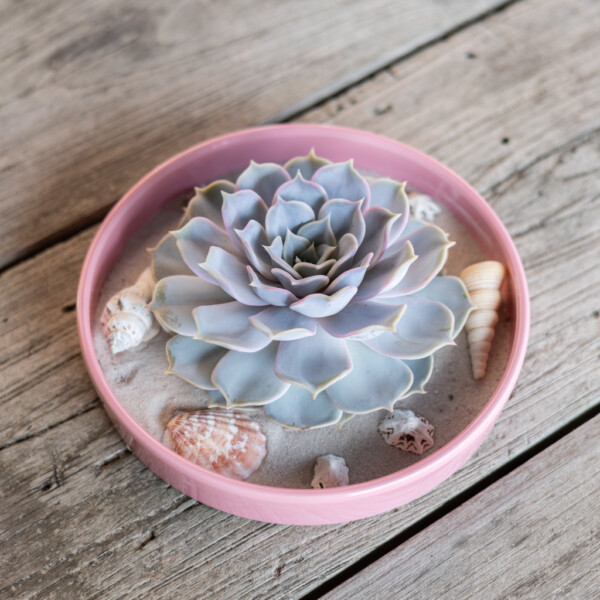 Echeveria verzorging Echeveria verzorging