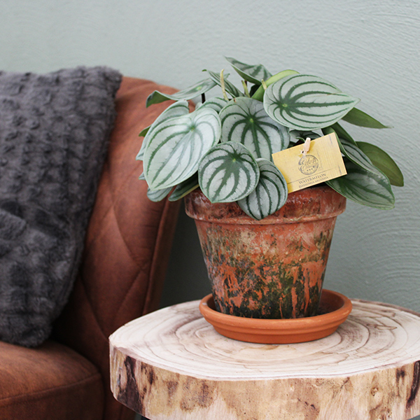 Peperomia verzorging Peperomia verzorging