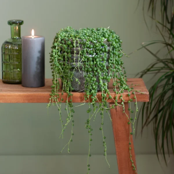 Erwtenplant verzorging Erwtenplant verzorging