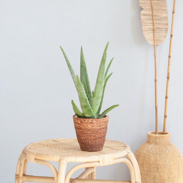 Aloë verzorging Aloë verzorging