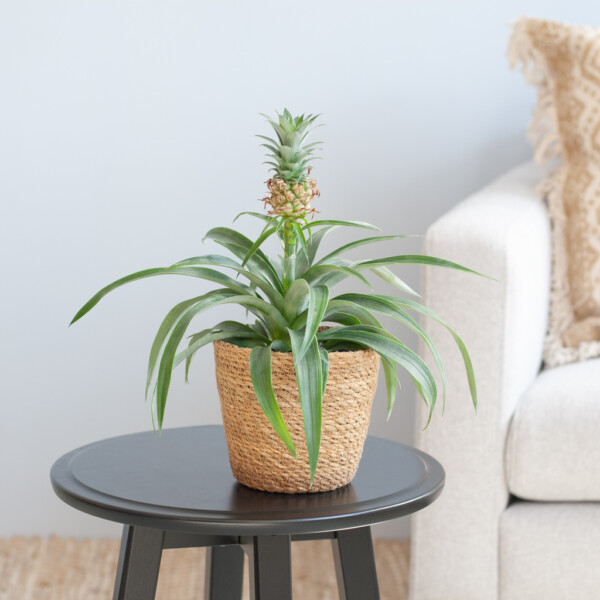 Ananasplant verzorging Ananasplant verzorging