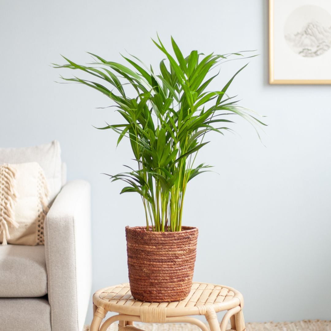 Areca verzorging Areca verzorging