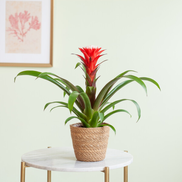 Bromelia verzorging Bromelia verzorging