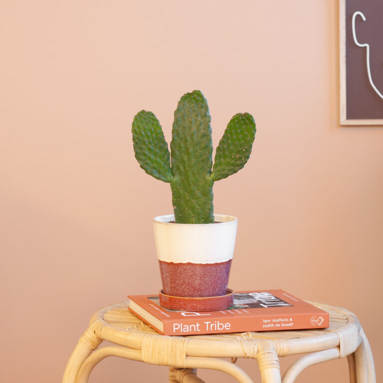 Cactus verzorging Cactus verzorging