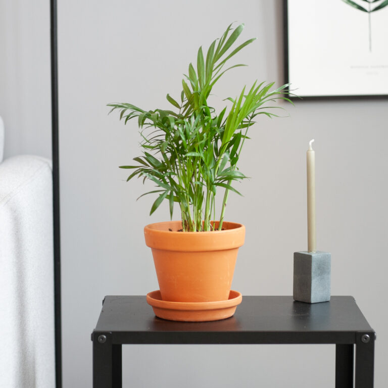 Chamaedorea verzorging Chamaedorea verzorging