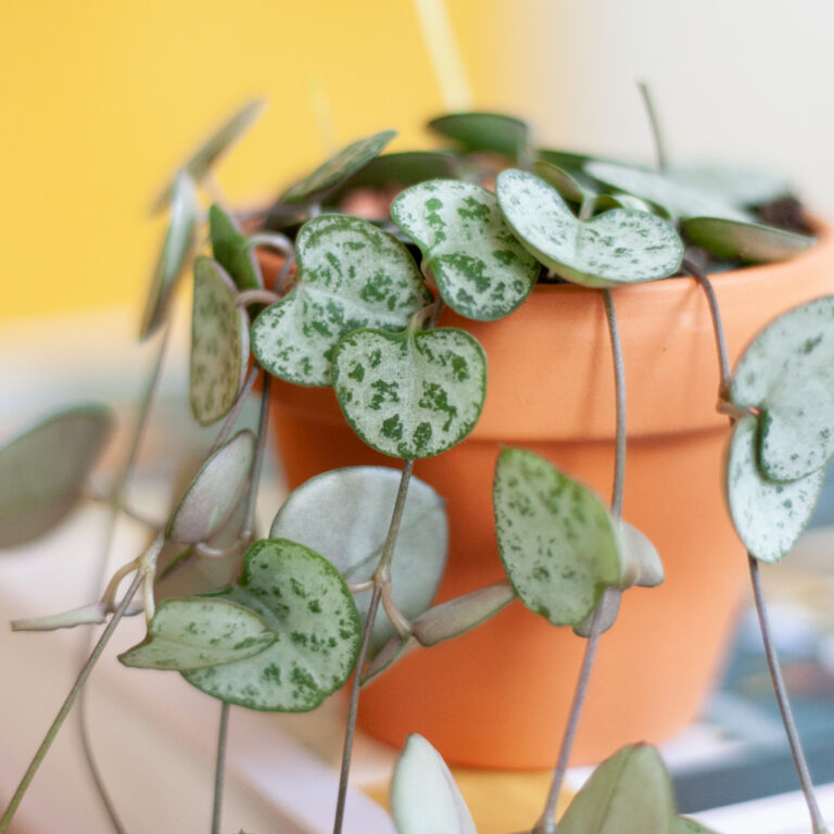 Chinees Lantaarnplantje verzorging Chinees Lantaarnplantje verzorging