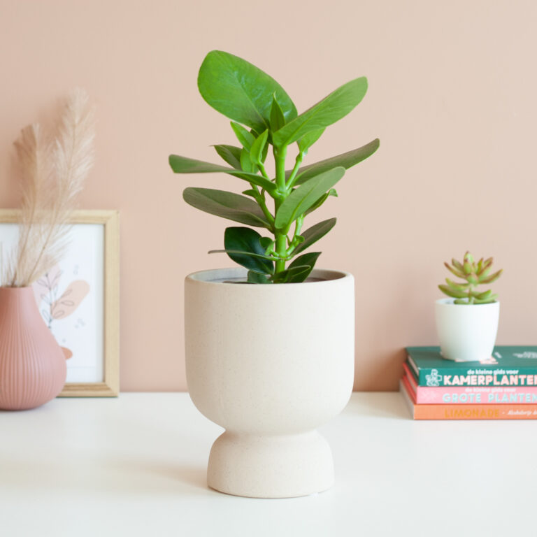 Clusia verzorging Clusia verzorging