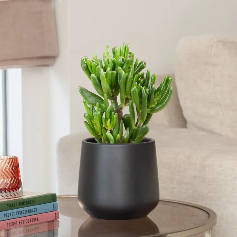 Crassula verzorging Crassula verzorging