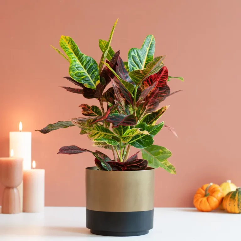 Croton verzorging Croton verzorging