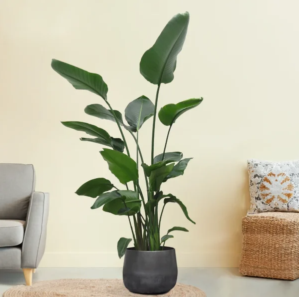 Strelitzia verzorging Strelitzia verzorging