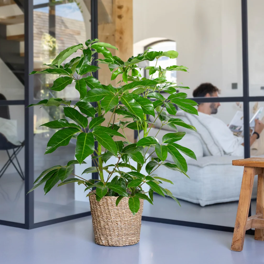 Schefflera verzorging Schefflera verzorging