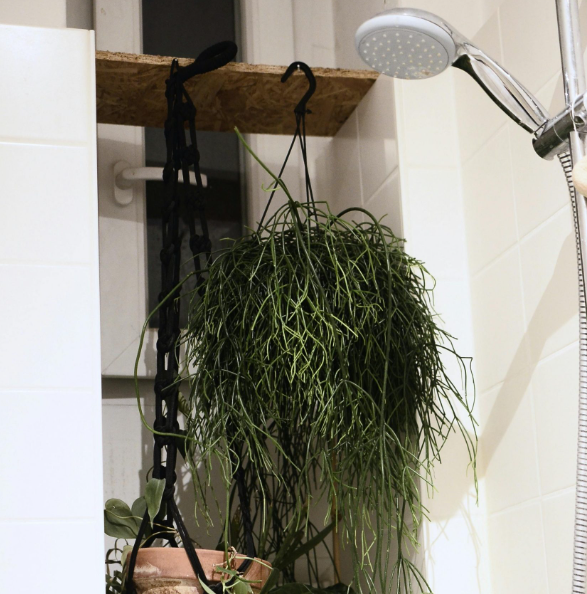 Rhipsalis verzorging Rhipsalis verzorging