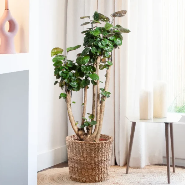 Polyscias verzorging Polyscias verzorging