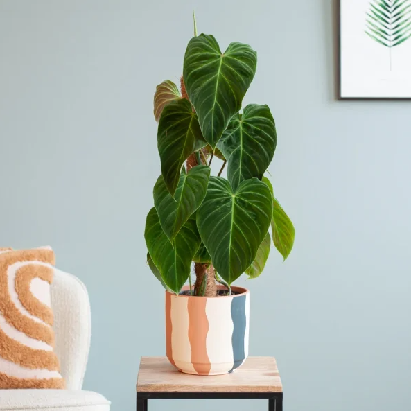 Philodendron verzorging Philodendron verzorging