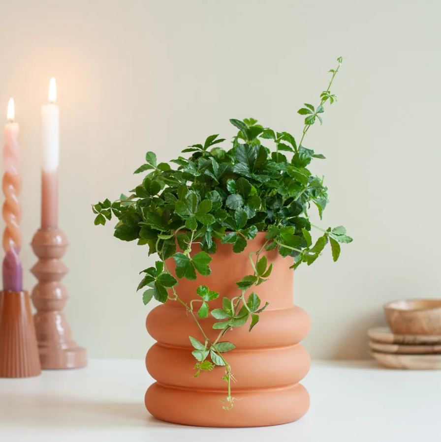 Suikerdruifje verzorging Suikerdruifje verzorging