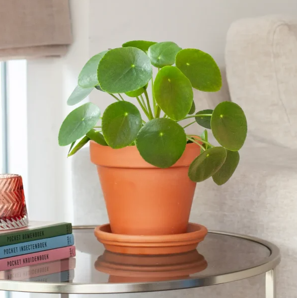 Pannenkoekplant verzorging Pannenkoekplant verzorging