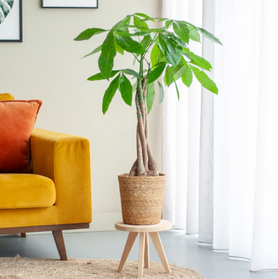 Pachira verzorging Pachira verzorging