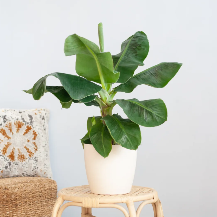 Musa verzorging Musa verzorging