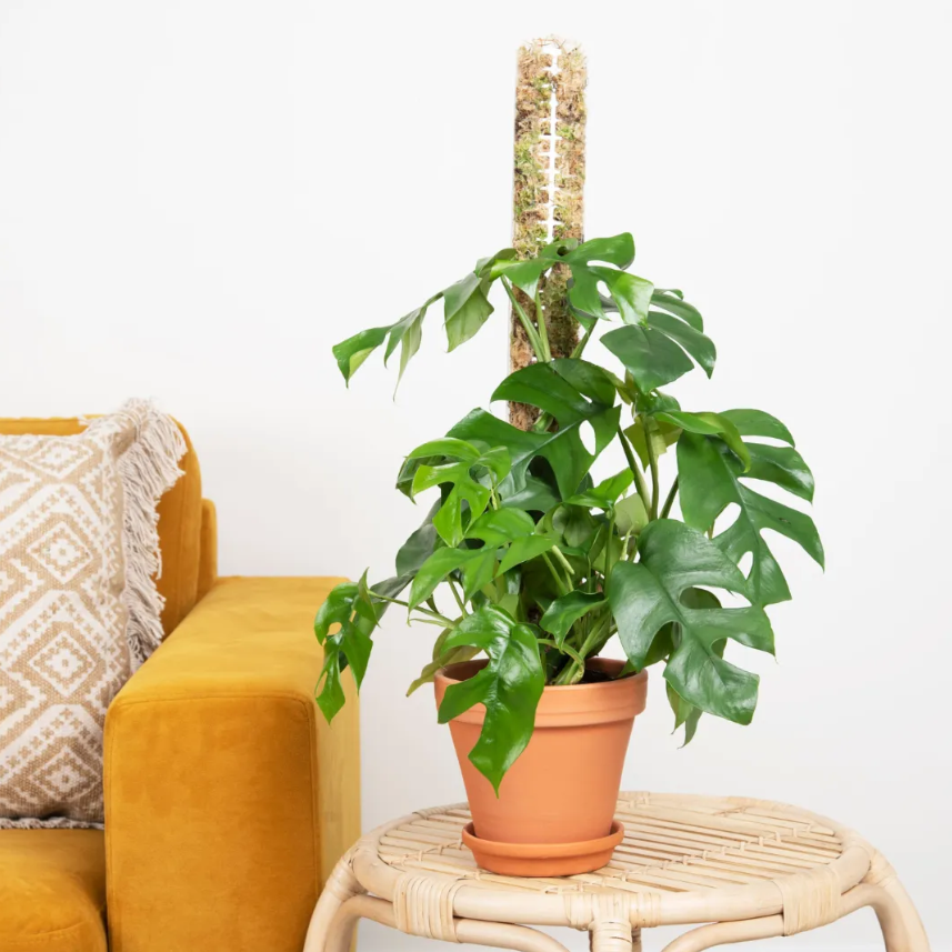 Monstera Minima verzorging Monstera Minima verzorging