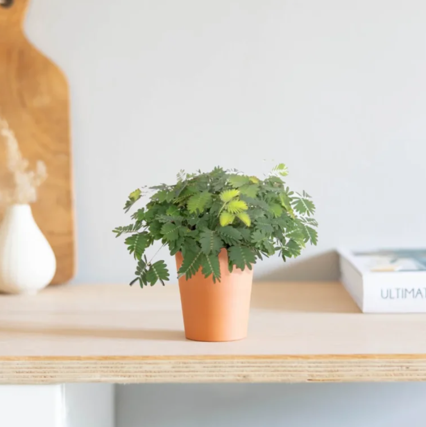 Mimosa Pudica verzorging Mimosa Pudica verzorging