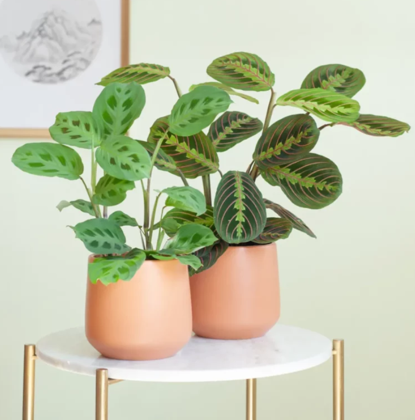 Maranta verzorging Maranta verzorging