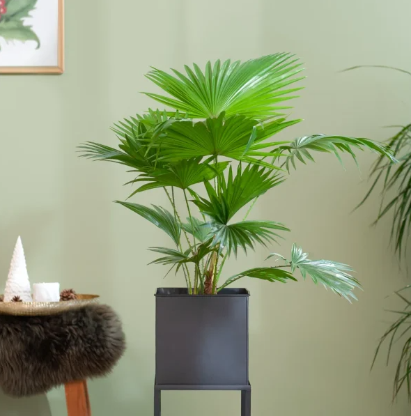 Livistona verzorging Livistona verzorging