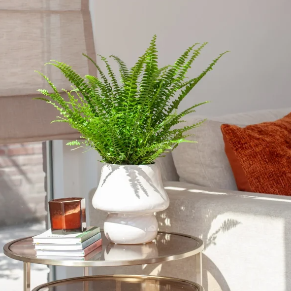 Krulvaren verzorging Krulvaren verzorging