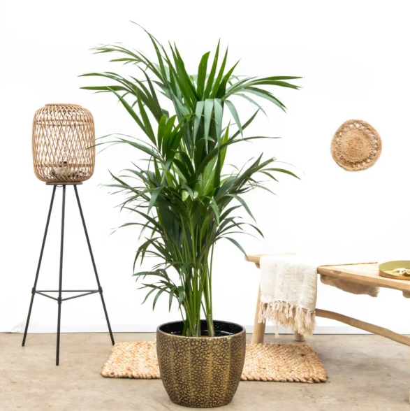 Kentiapalm verzorging Kentiapalm verzorging