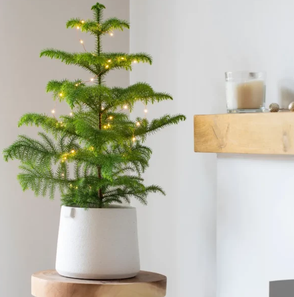 Kamerden verzorging Kamerden verzorging