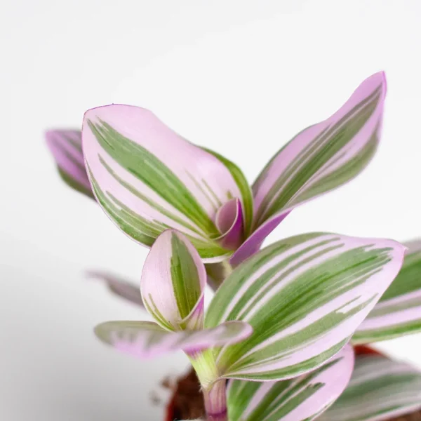 Tradescantia verzorging Tradescantia verzorging