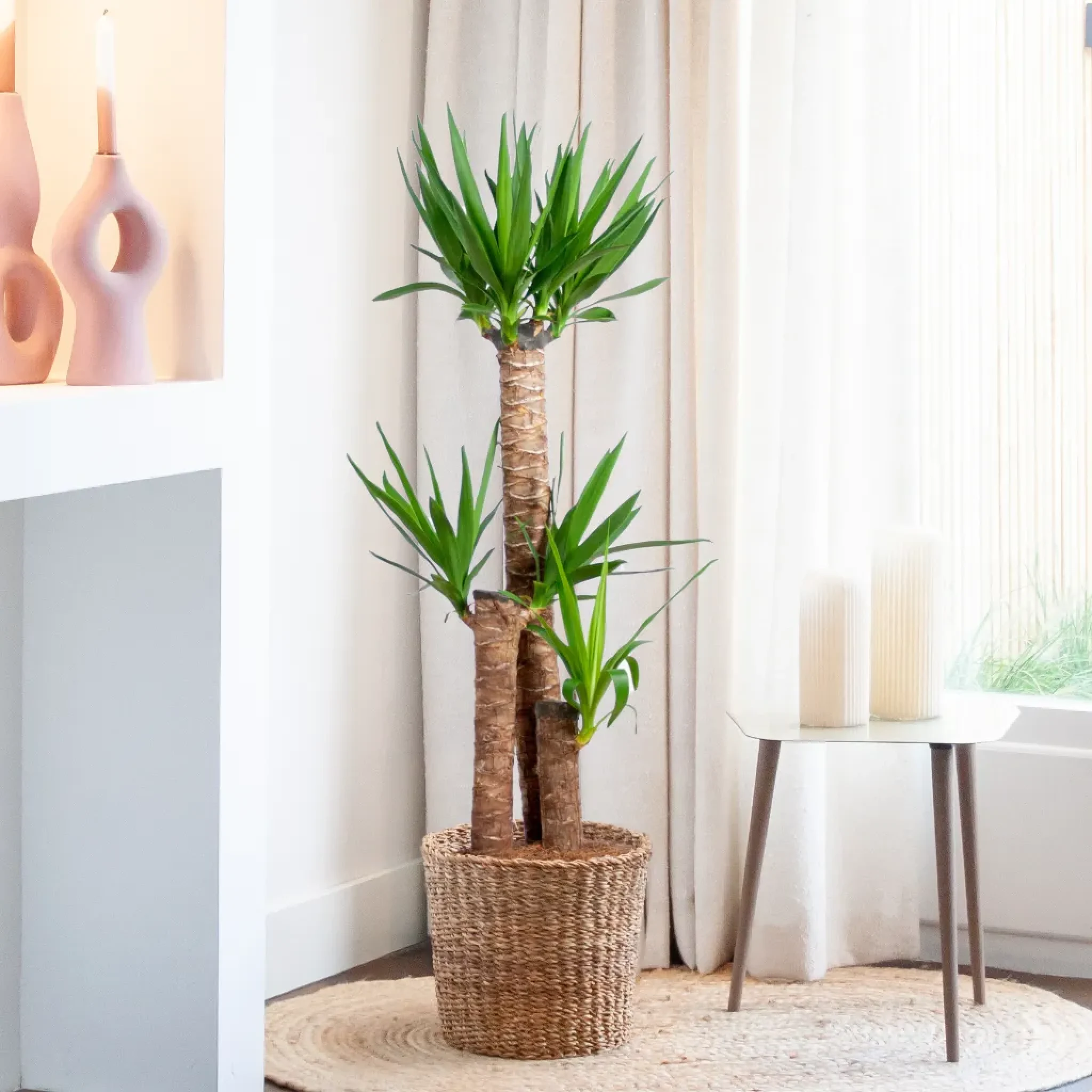 Yucca verzorging Yucca verzorging