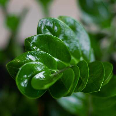 Zaagcactus verzorging Zaagcactus verzorging