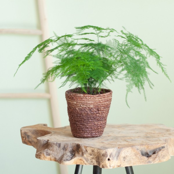 Asparagus verzorging Asparagus verzorging