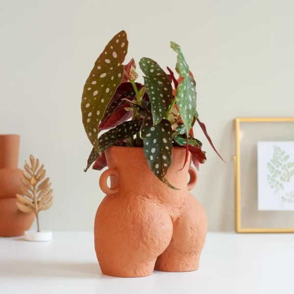 Begonia verzorging Begonia verzorging