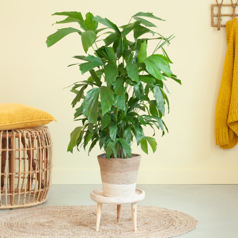 Caryota Mitis verzorging Caryota Mitis verzorging