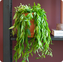 Aeschynanthus (Lipstickplant) verzorging Aeschynanthus (Lipstickplant) verzorging