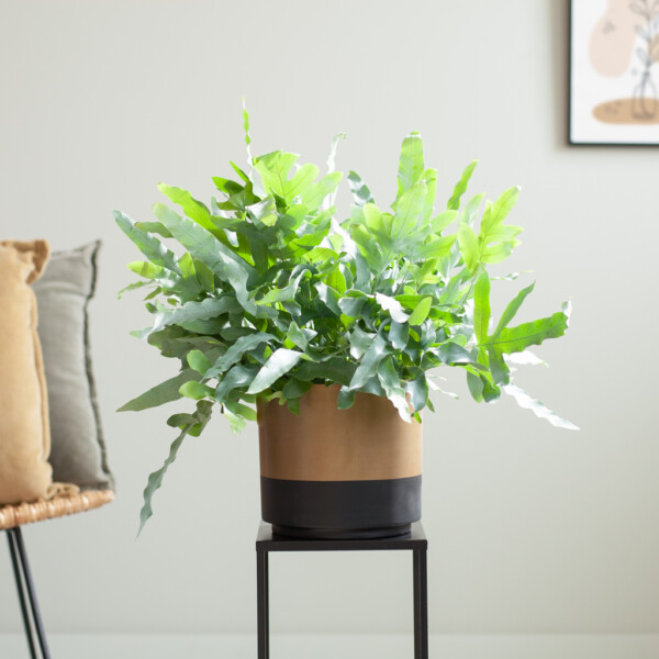 Blauwvaren verzorging Blauwvaren verzorging