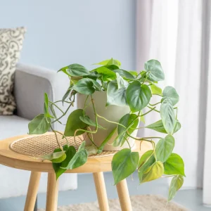 Philodendron scandens kopen