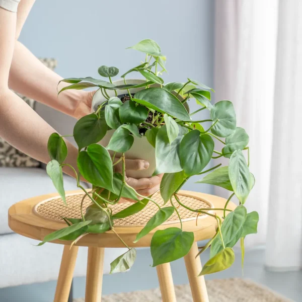 Philodendron hangplant
