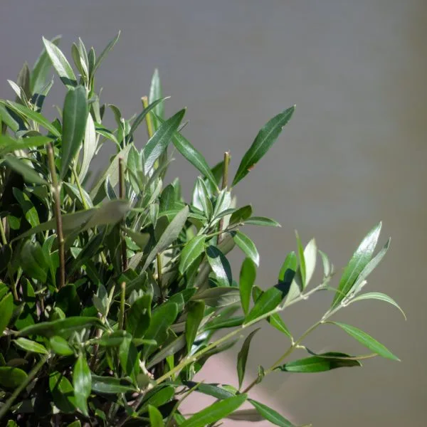 olijfboom blad