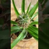 Ananasplant video